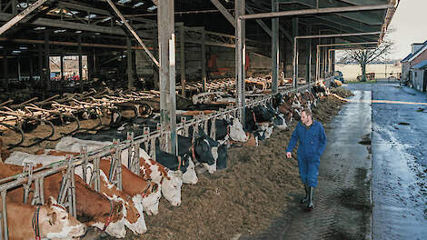 Willem van der Linden met zijn kruislingen van Fleckvieh.