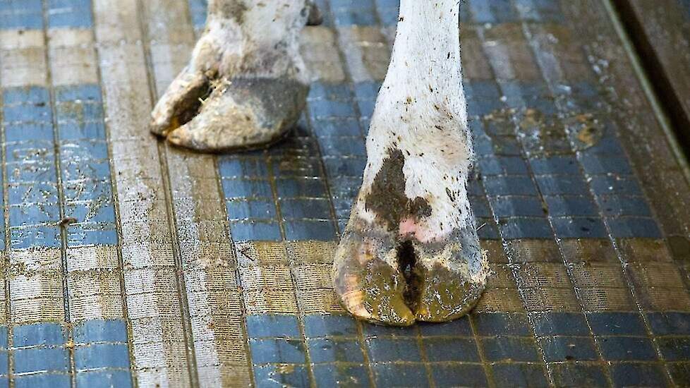 Stal met Bleu Label-systeem