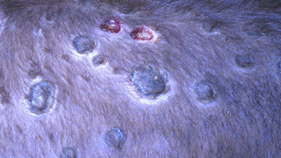 Als de korstjes op de pokken loslaten, zijn de wondjes en de korsten grote bronnen van virus voor stekende insecten.