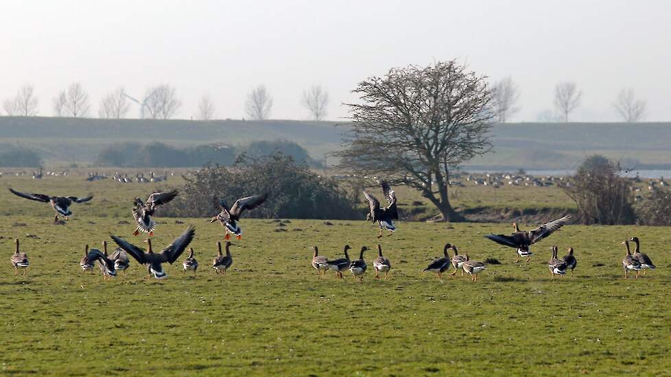 In de wilde vogelpopulatie in Nederland verspreid over het land wordt nog steeds verhoogde sterfte waargenomen. Beeld ter illustratie.