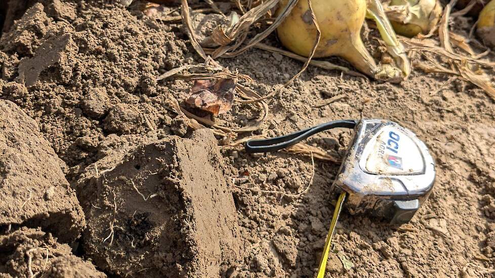 Profielkuil onderzoek beworteling ploegvoor uien