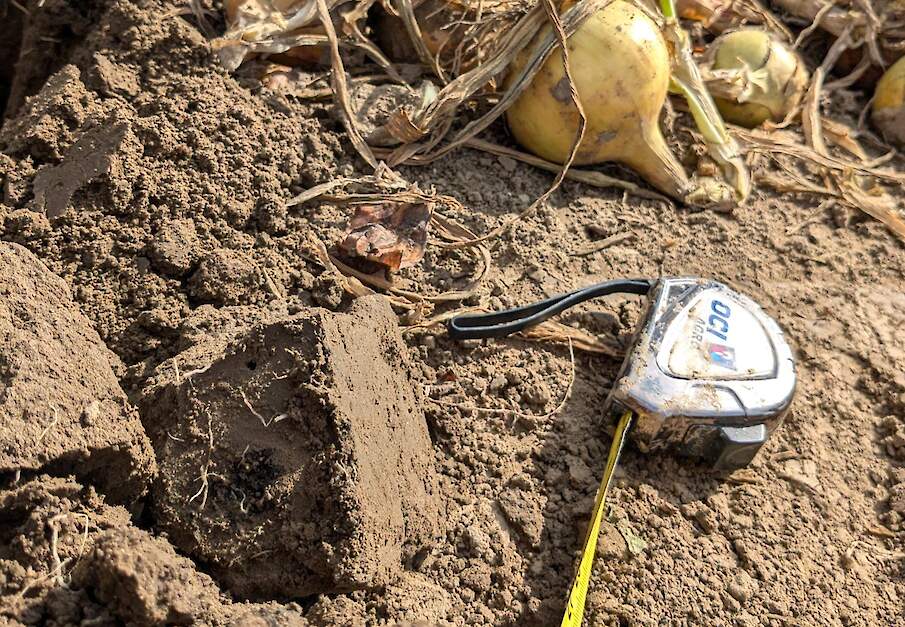 Profielkuil onderzoek beworteling ploegvoor uien