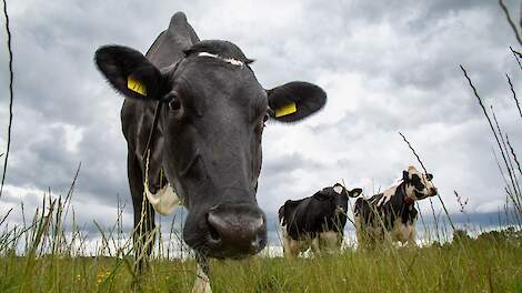 Beeld ter illustratie.