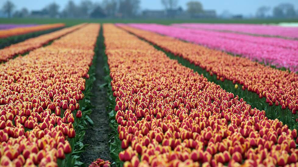 Beeld ter illustratie.