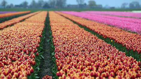 Beeld ter illustratie.