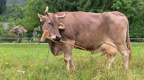 Koe Veronika krapt zichzelf met een bezem.