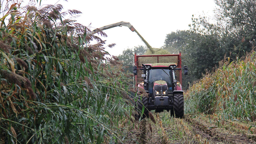 Een mengteelt van twee derde deel sorghum en een derde deel ma&iuml;s is een mogelijkheid om aan de rustgewasverplichting te voldoen.