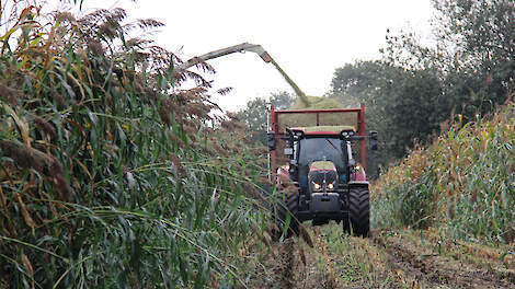Een mengteelt van twee derde deel sorghum en een derde deel ma&iuml;s is een mogelijkheid om aan de rustgewasverplichting te voldoen.