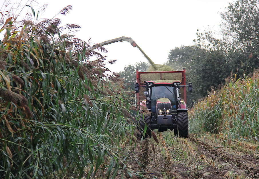 Een mengteelt van twee derde deel sorghum en een derde deel ma&iuml;s is een mogelijkheid om aan de rustgewasverplichting te voldoen.