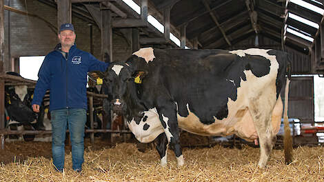 Ren&eacute; van Herpen bij Warsau 329 (v. Balisto), de moeder van fokstier Rovelli.