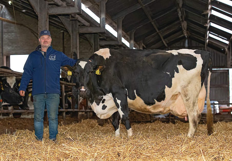 Ren&eacute; van Herpen bij Warsau 329 (v. Balisto), de moeder van fokstier Rovelli.