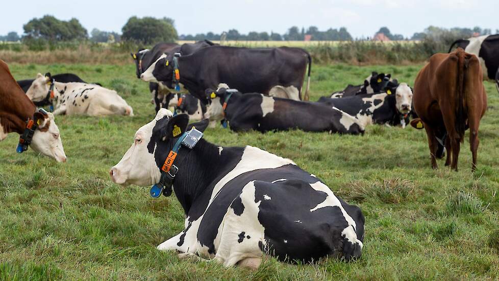Koeien grazen in een wei.