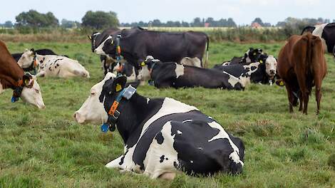 Koeien grazen in een wei.