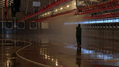 &bdquo;Stof is de belangrijkste verspreider van het Marek-virus en moeten daarom goed verwijderd worden tijdens het schoonspuiten van de stal", zegt pluimveedierenarts Gerwin Bouwhuis van het Gezondheidscentrum voor Pluimvee.