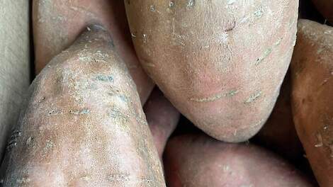 Zoete aardappelen bij de KCB.