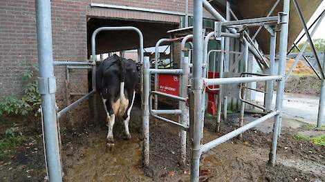 Een koe loopt door een selectiepoort een stal binnen.