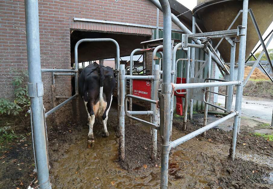 Een koe loopt door een selectiepoort een stal binnen.