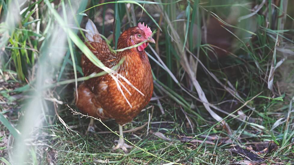 Beeld ter illustratie.