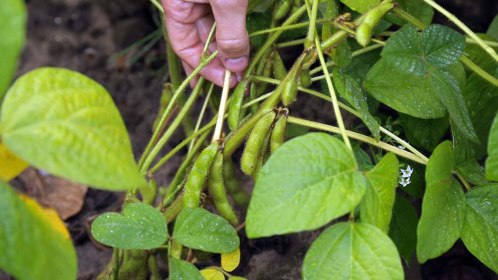 Beeld van Nedersoja ter illustratie.