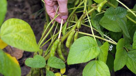 Beeld van Nedersoja ter illustratie.