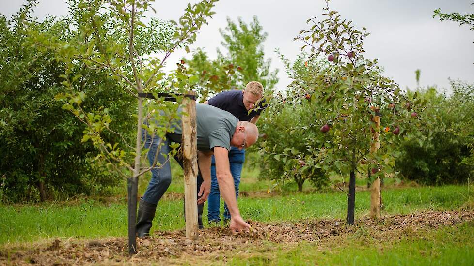 Bomen als stevige basis voor een robuuster boerenbedrijf