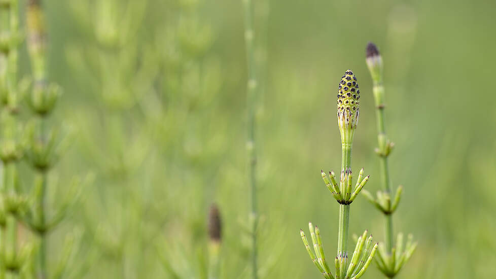 Paardenstaart (Equisetum palustre), Mantonature via iStock