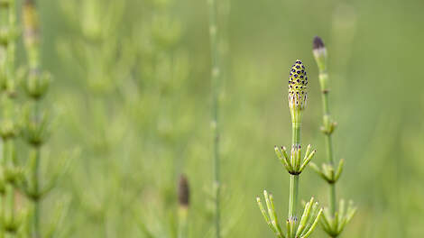 Paardenstaart (Equisetum palustre), Mantonature via iStock