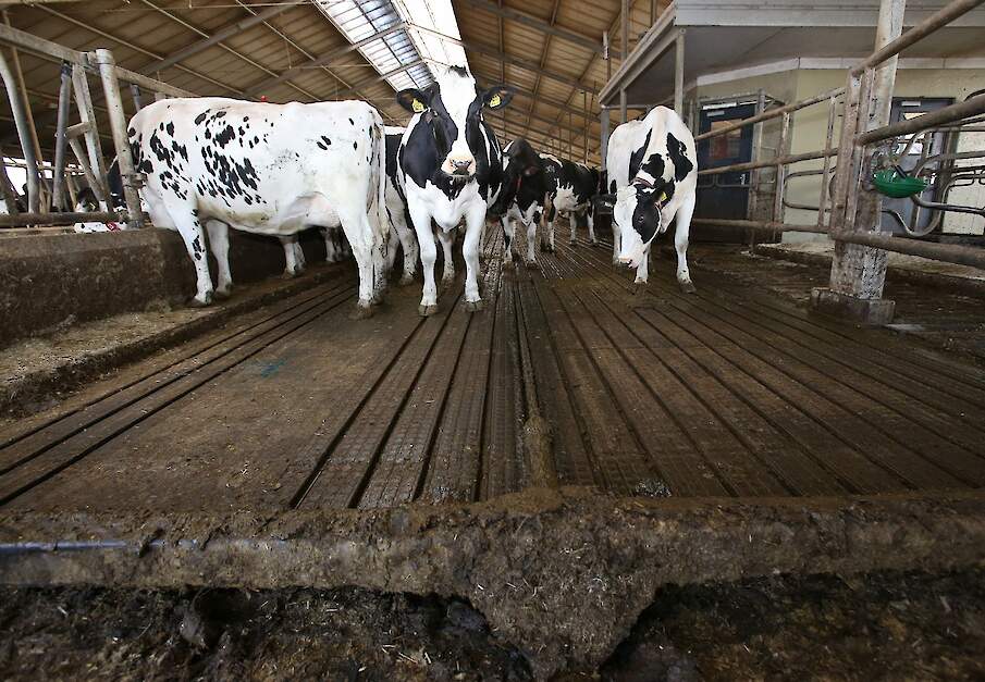 Koeien lopen op een emissiearme stalvloer.