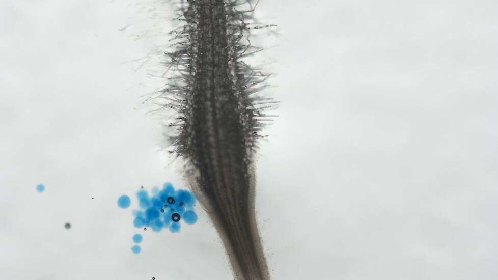 Wortel ge&iuml;nfecteerd met het wortelknobbelaaltje Meloidogyne incognita.