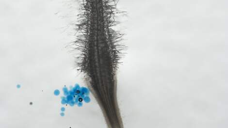 Wortel ge&iuml;nfecteerd met het wortelknobbelaaltje Meloidogyne incognita.