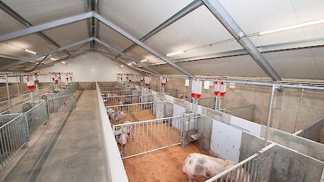 Preferent KI wordt KI-station Land van Cuick en zal alleen PIC sperma produceren