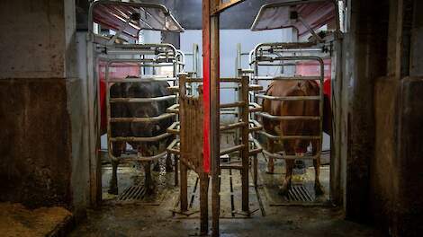 Twee koeien worden naast elkaar gemolken door een melkrobot.