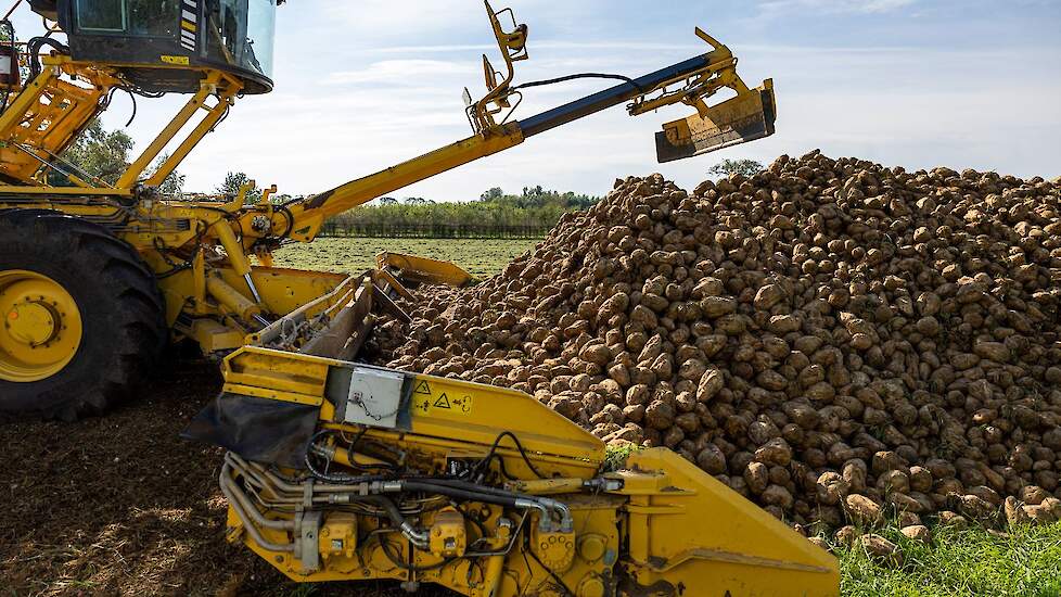 Bietenmuis peuzelt berg suikerbieten op