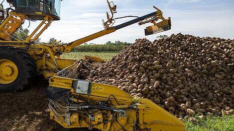 Bietenmuis peuzelt berg suikerbieten op