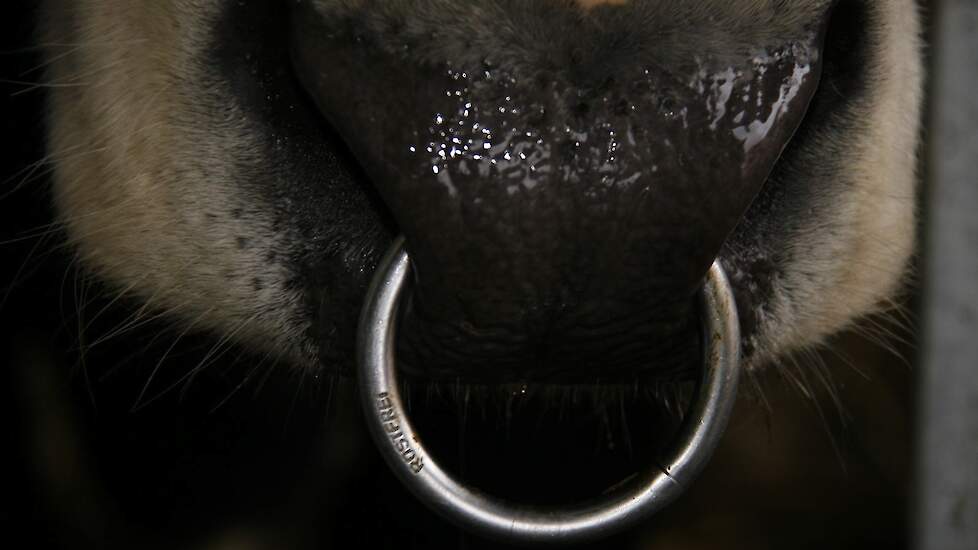 Een koe is voorzien van een neusring.