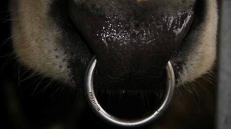 Een koe is voorzien van een neusring.