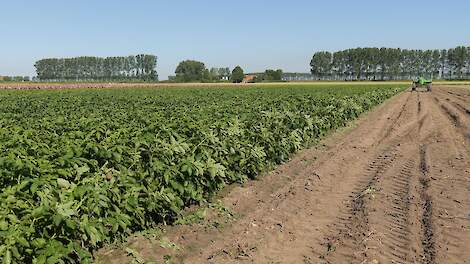 Vroege aardappelen rooien in Sint Annaland (ZL).