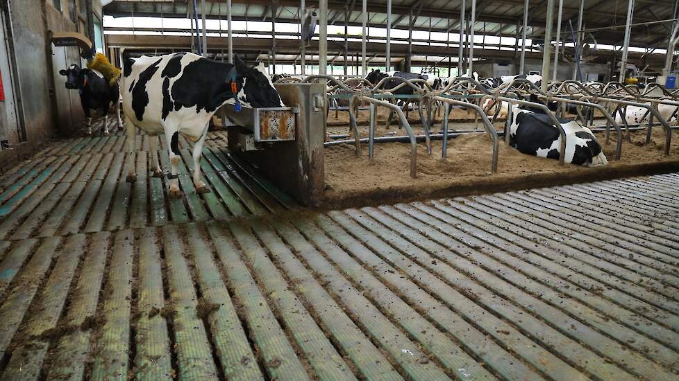 Een koe drinkt water terug die op een emissiearme stalvloer staat.