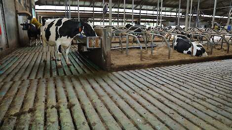 Een koe drinkt water terug die op een emissiearme stalvloer staat.