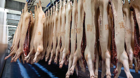 Naar verwachting zijn in de tweede helft van 2026 minder slachtrijpe vleesvarkens beschikbaar.
