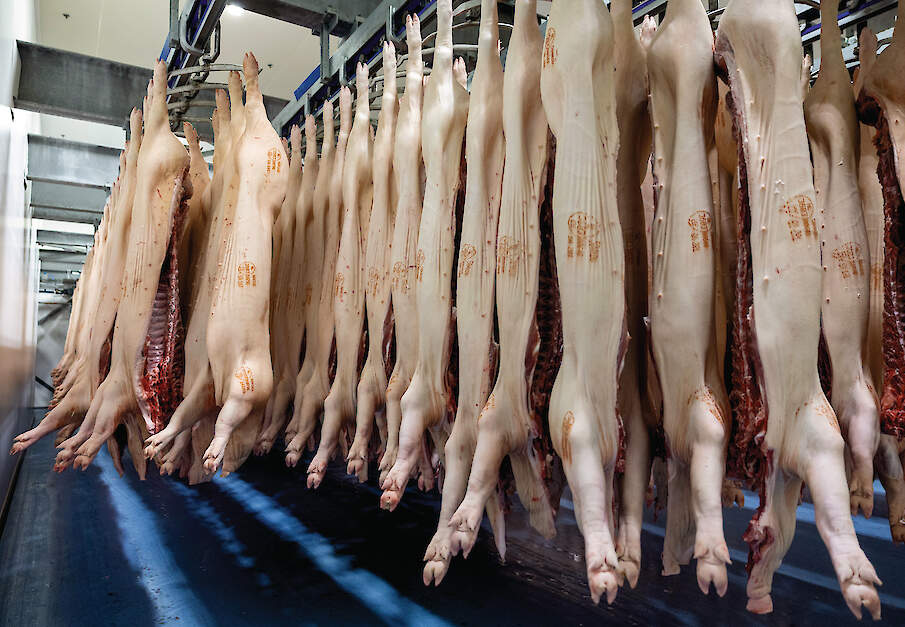 Naar verwachting zijn in de tweede helft van 2026 minder slachtrijpe vleesvarkens beschikbaar.
