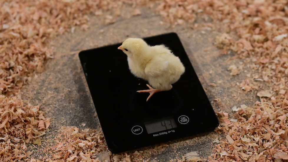 Een goede opstart kan je maar &eacute;&eacute;n keer doen.