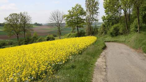 Beeld ter illustratie