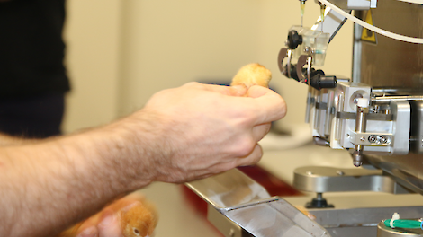 Het vaccin wordt direct onder de huid toegediend. Wereldwijd is er veel interesse voor de Nederlandse vogelgriepvaccinproef.