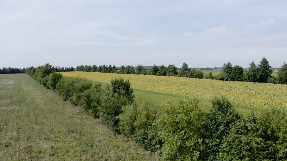 Agroforestry