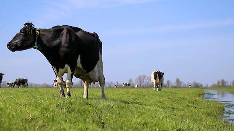 een koe staat bij een sloot.