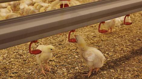 Beeld ter illustratie.