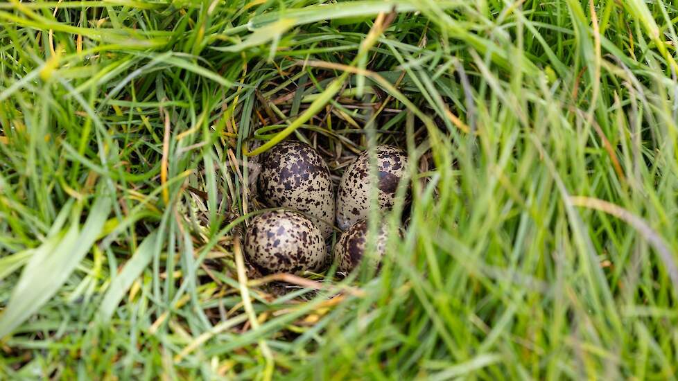Ecologen die al jaren veldleeuweriken volgen met zenders en met ringen stellen vast dat ze verbazingwekkend vruchtbaar zijn.