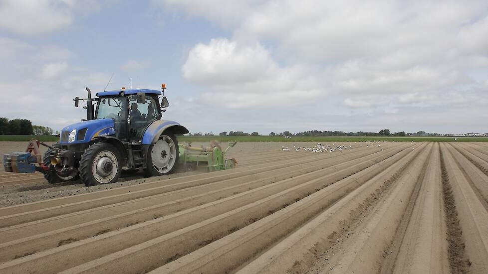 Aanaarden aardappelruggen met meeuwen in Hijum.