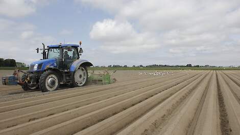 Aanaarden aardappelruggen met meeuwen in Hijum.